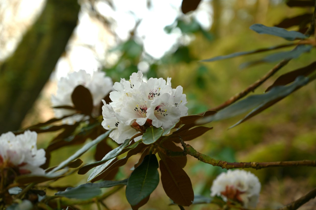 R. rex ssp. fictolacteum AGM